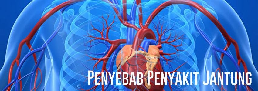 Image Result For Bat Penyakit Jantung Image Result For Bat Penyakit Jantung