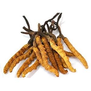 Apa Cordyceps Itu